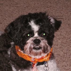 Meet your Posher, Gail